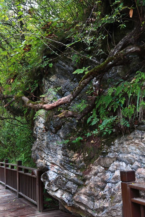 夢(mèng)回甘南仙境，探秘官鵝溝——開啟一場(chǎng)說走就走的自然與文化之旅